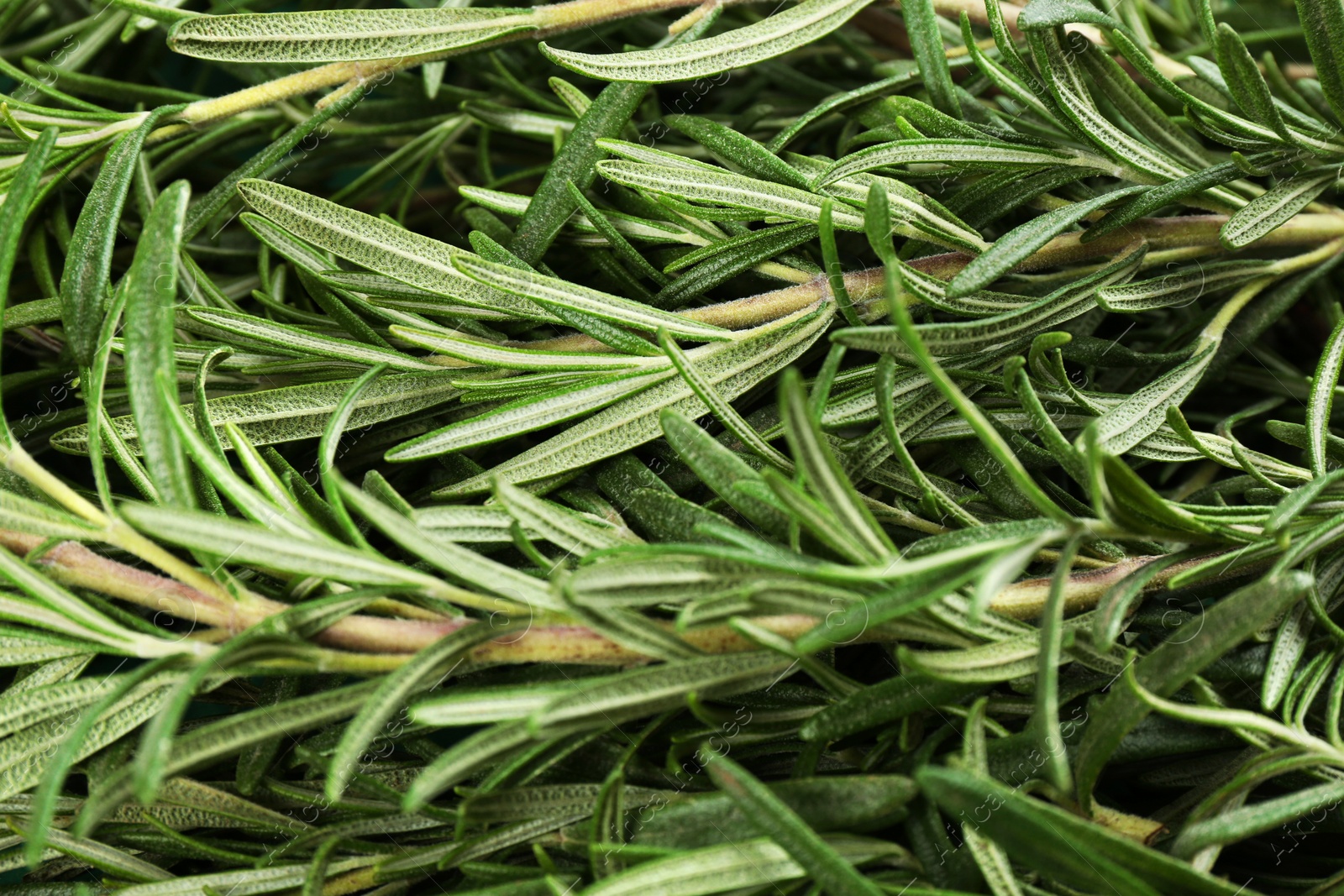 Photo of Fresh organic rosemary twigs as background, closeup