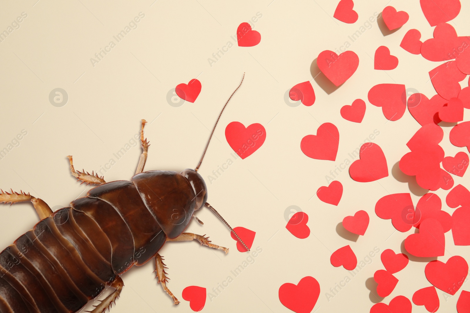 Image of Valentine's Day Promotion Name Roach - QUIT BUGGING ME. Cockroach and small paper hearts on beige background, flat lay 
