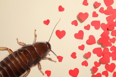 Valentine's Day Promotion Name Roach - QUIT BUGGING ME. Cockroach and small paper hearts on beige background, flat lay 