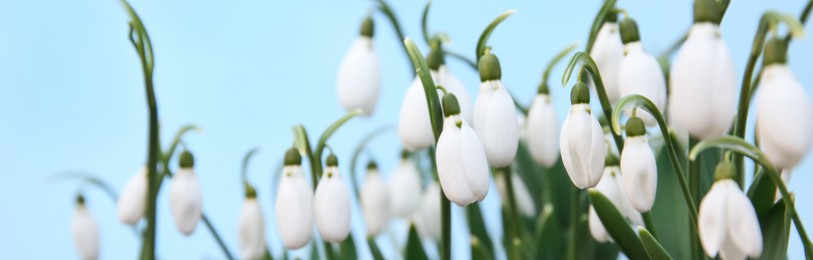 Image of Beautiful snowdrops on blue background, banner design. First spring flowers 