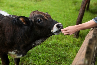 Woman feeding brown cow on green pasture in summer, closeup