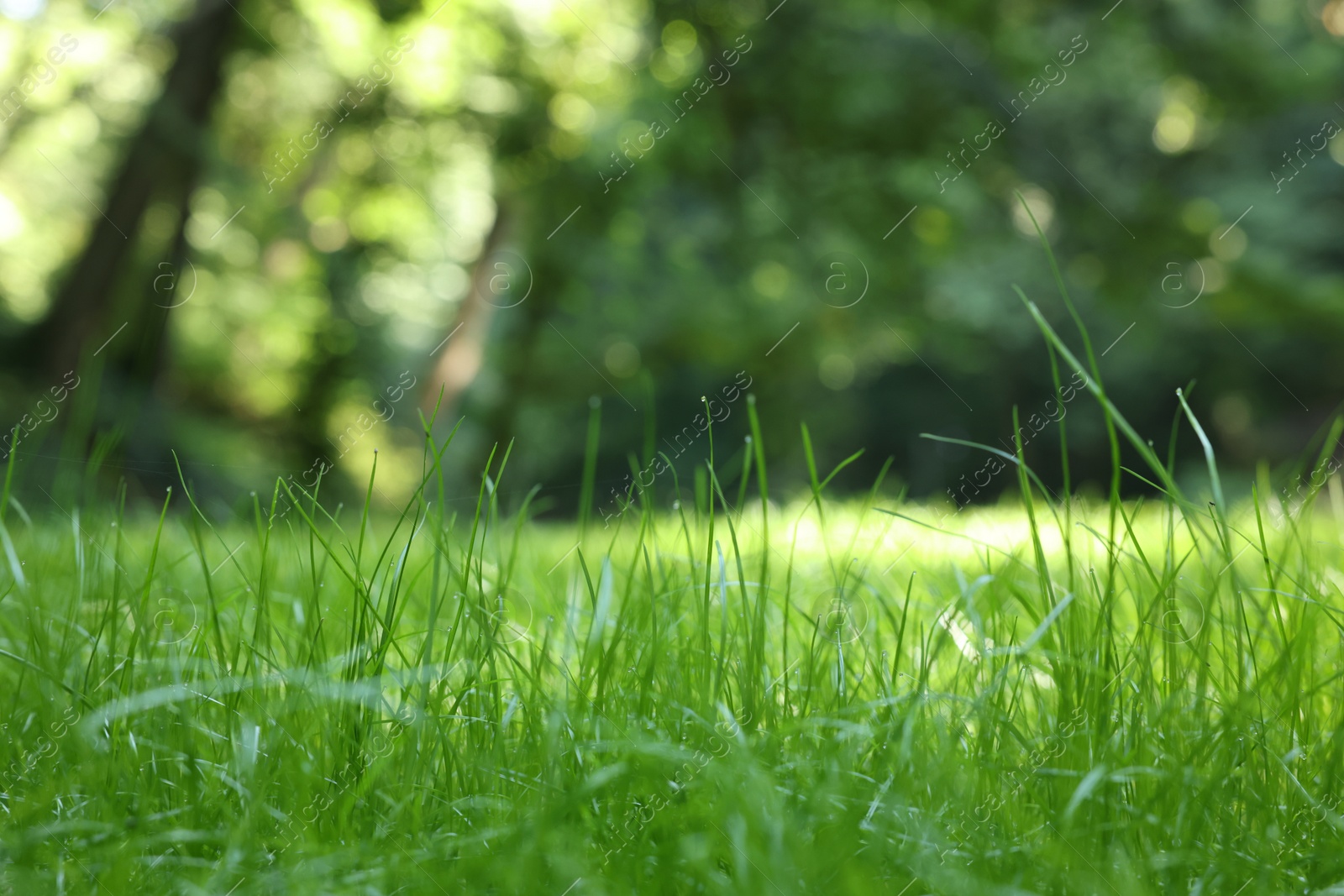 Photo of Beautiful lawn with green grass outdoors, closeup