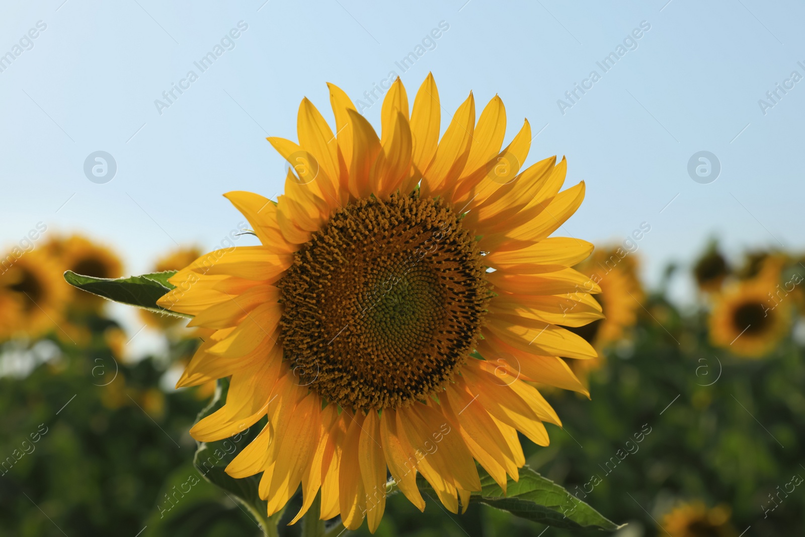 Photo of Sunflower growing in field outdoors on sunny day