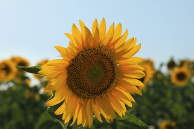 Sunflower growing in field outdoors on sunny day