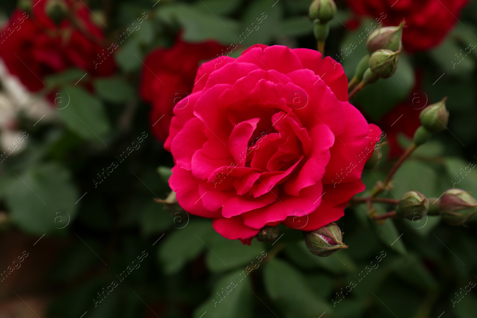 Photo of Closeup view of beautiful blooming rose bush outdoors