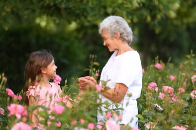 Photo of Little girl with her grandmother near rose bushes in garden