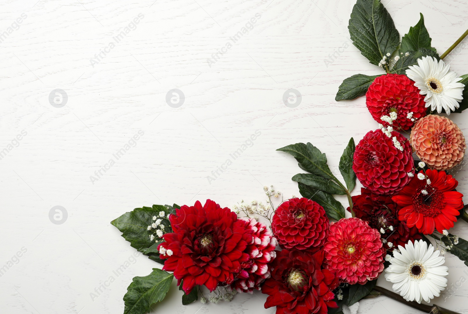 Photo of Flat lay composition with beautiful dahlia flowers on white wooden background. Space for text