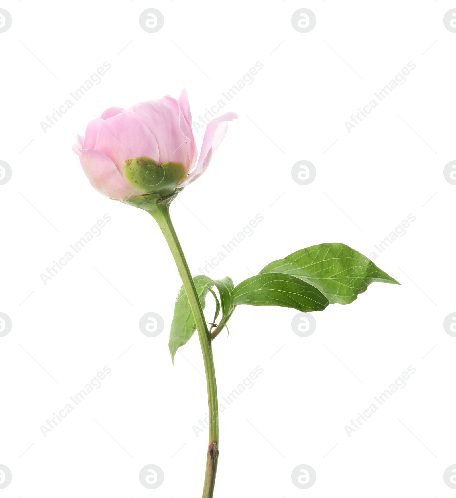 Photo of Beautiful pink peony flower isolated on white