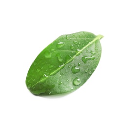 Photo of Green leaf with dew on white background