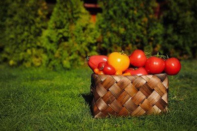 Basket with fresh tomatoes on green grass outdoors. Space for text