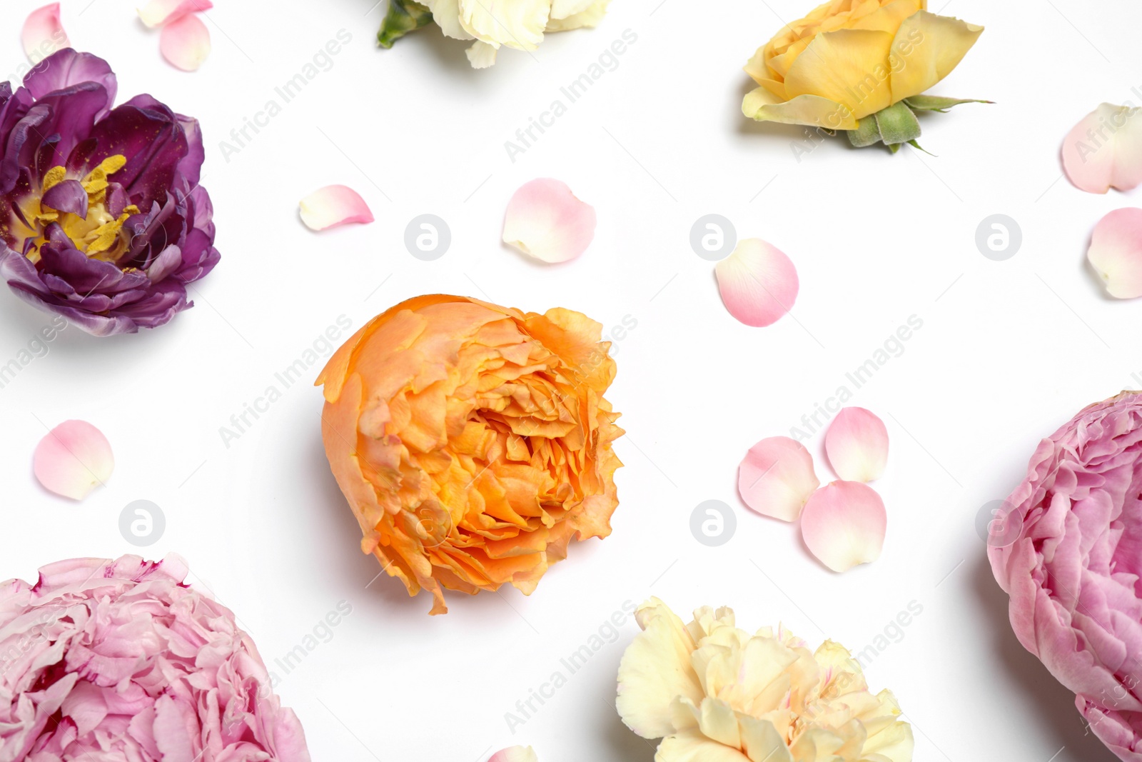 Photo of Beautiful floral composition with flowers on white background, flat lay