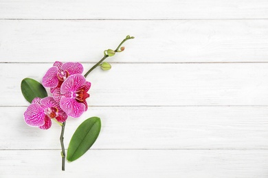 Photo of Branch with beautiful tropical orchid flowers on white wooden background, top view. Space for text