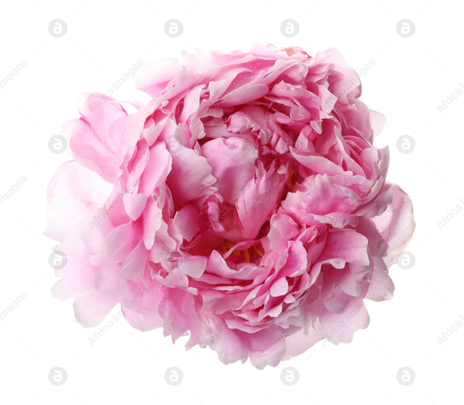 Photo of Beautiful pink peony flower isolated on white