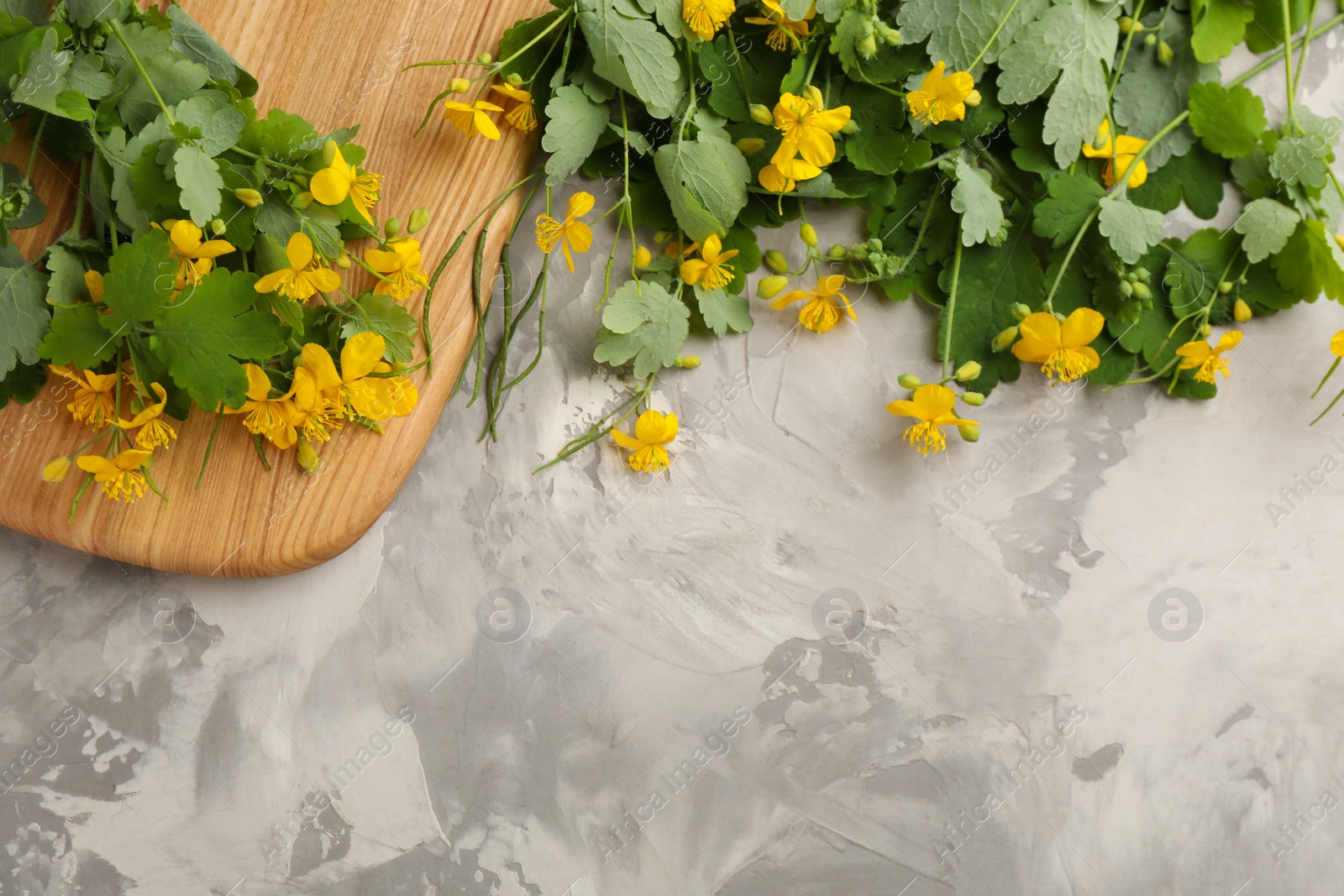 Photo of Celandine with beautiful yellow flowers on grey table, flat lay. Space for text