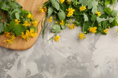 Celandine with beautiful yellow flowers on grey table, flat lay. Space for text