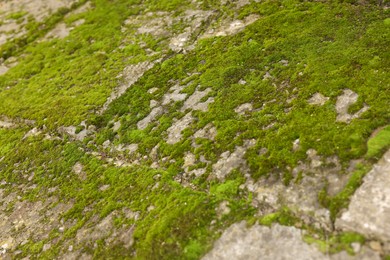 Textured surface with moss as background, closeup
