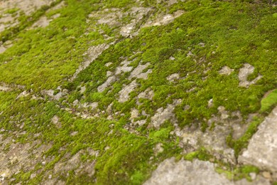 Photo of Textured surface with moss as background, closeup