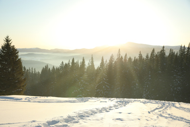 Photo of Picturesque view of conifer forest covered with snow at sunset