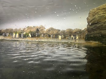 Rotterdam, Netherlands - August 27, 2022: Group of beautiful king penguins near pool in zoo enclosure