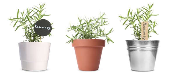 Image of Rosemary plants growing in different pots isolated on white