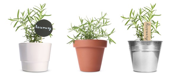 Rosemary plants growing in different pots isolated on white