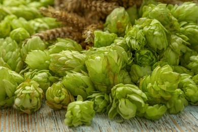 Photo of Fresh green hops and spikes on light rustic table, closeup