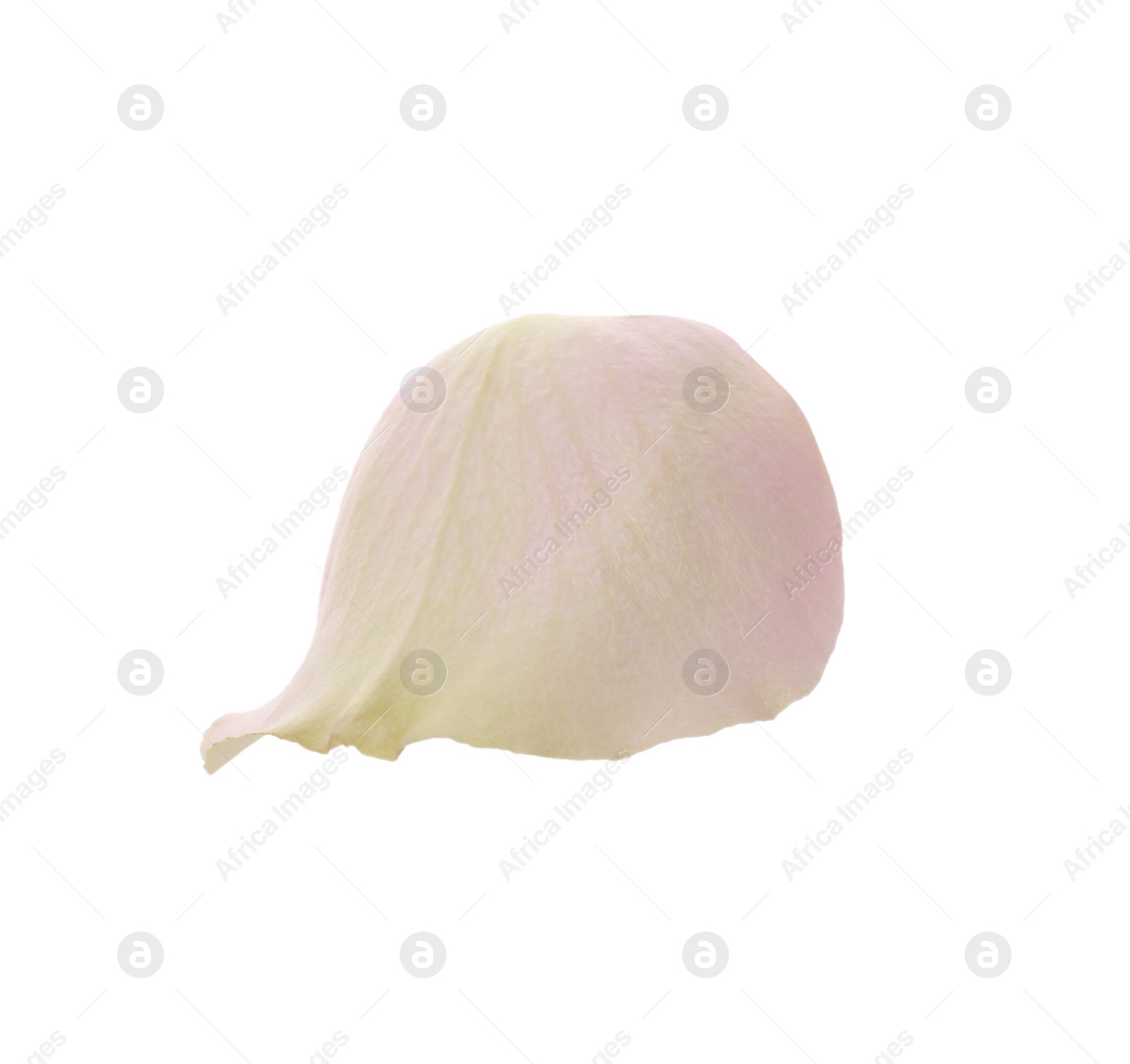 Photo of Beautiful fresh rose petal isolated on white