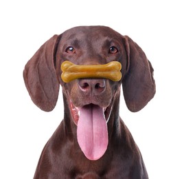 Image of Cute German Shorthaired Pointer dog with chew bone on nose against white background