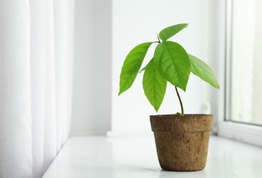 Photo of Young avocado sprout with leaves in peat pot on window sill at home. Space for text