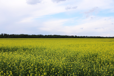 Photo of Beautiful view of blooming rapeseed field. Agriculture industry