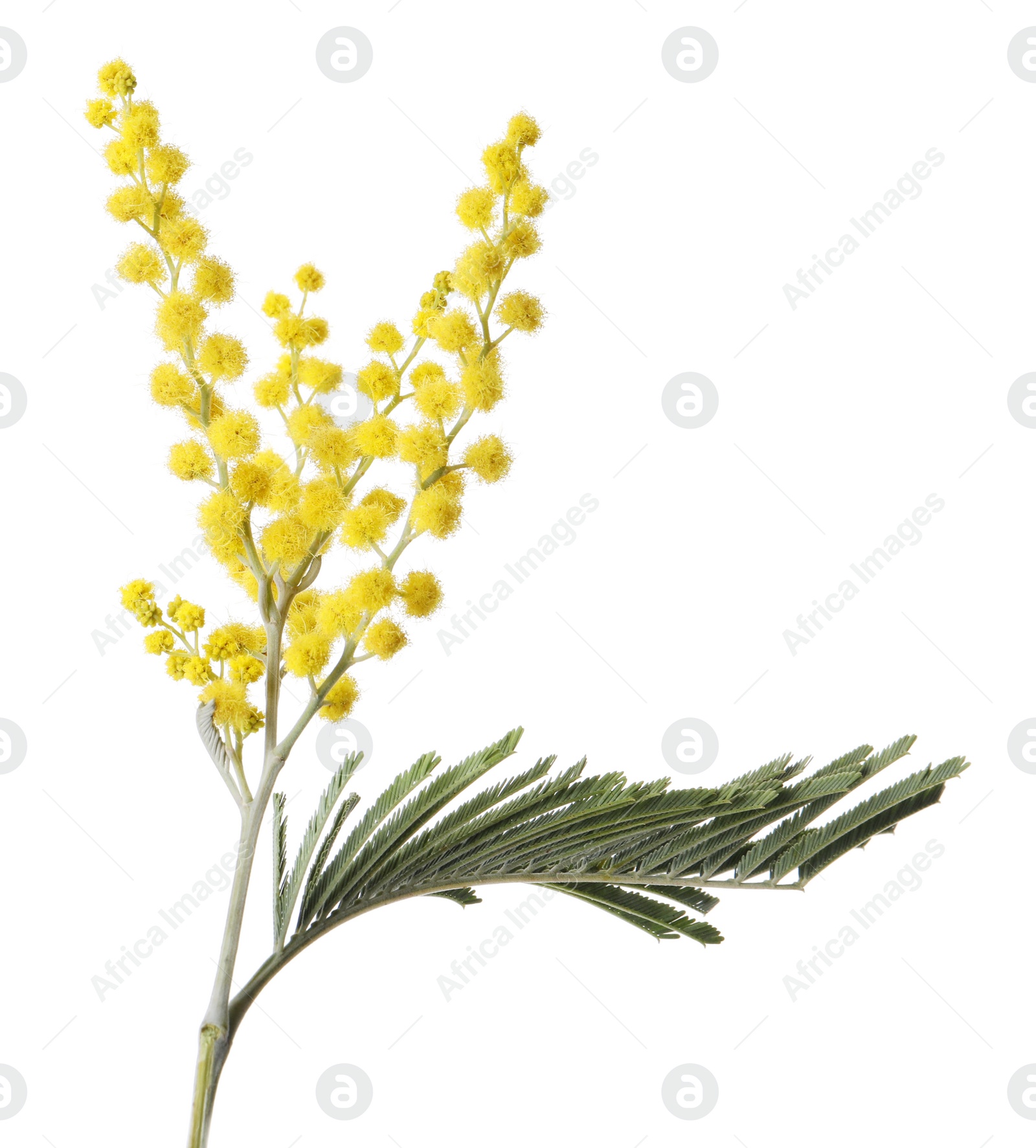 Photo of Beautiful mimosa plant with yellow flowers isolated on white