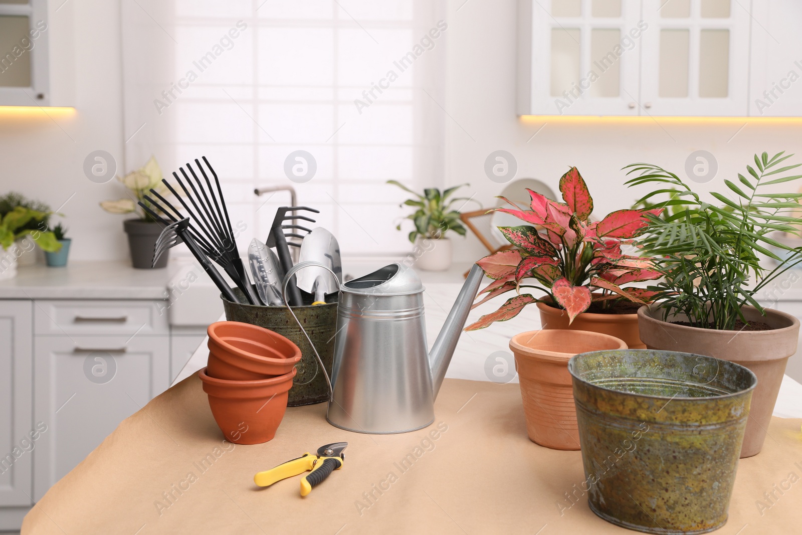 Photo of Beautiful houseplants and gardening tools on table indoors