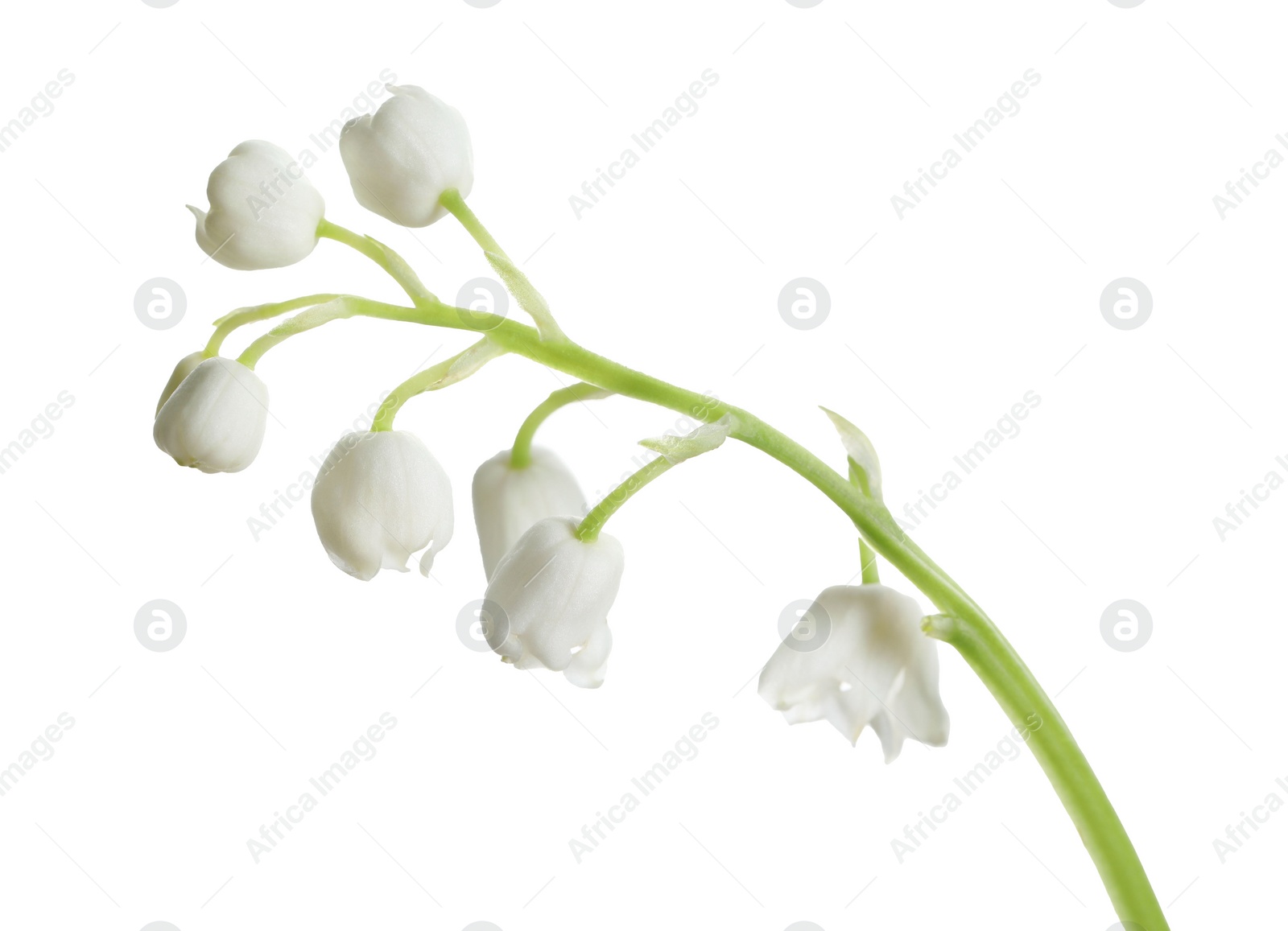 Photo of Beautiful lily of the valley flower on white background