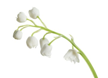 Photo of Beautiful lily of the valley flower on white background