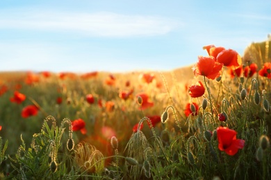 Photo of Sunlit field of beautiful blooming red poppy flowers and blue sky