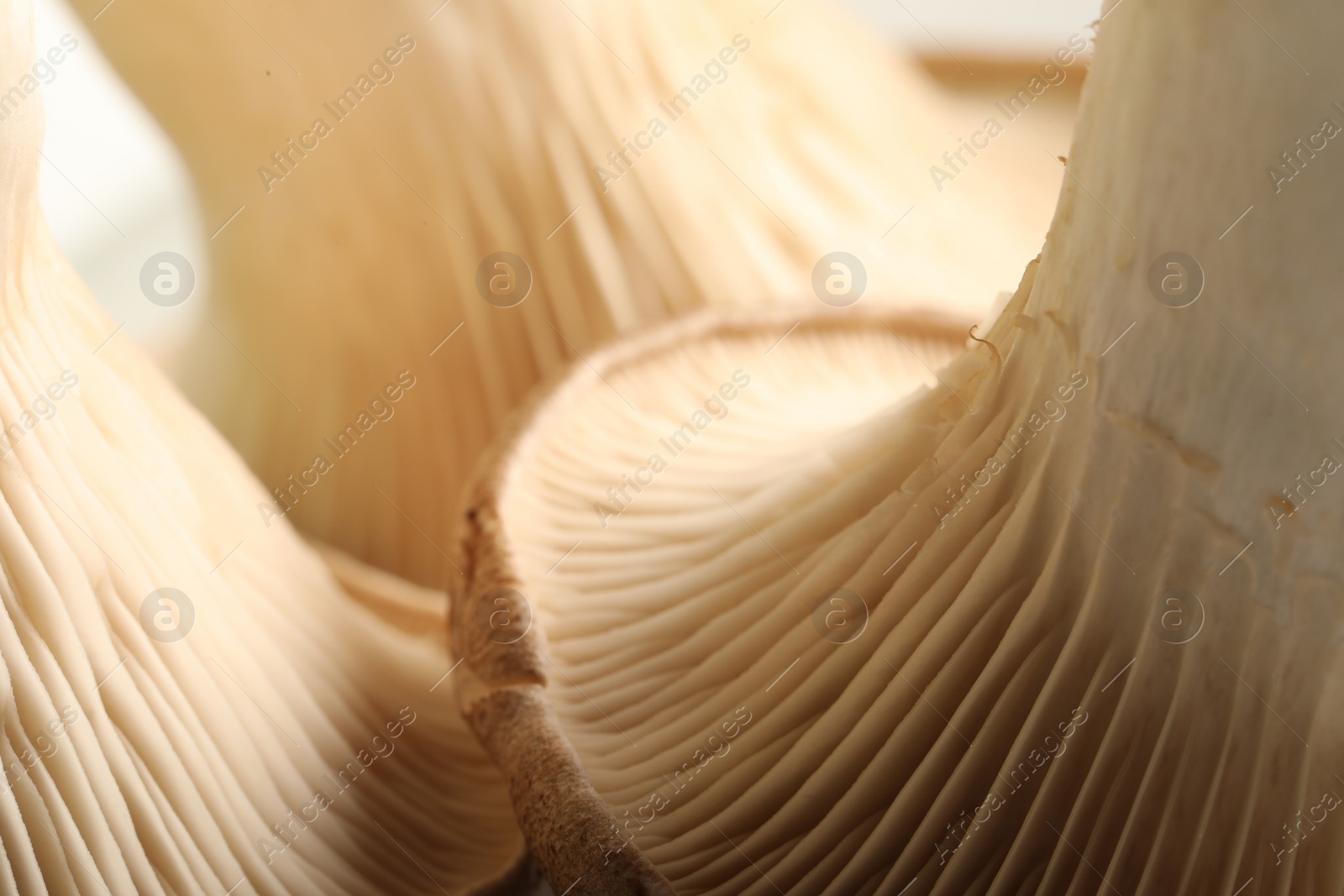 Photo of Fresh oyster mushrooms on blurred background, macro view