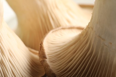 Fresh oyster mushrooms on blurred background, macro view