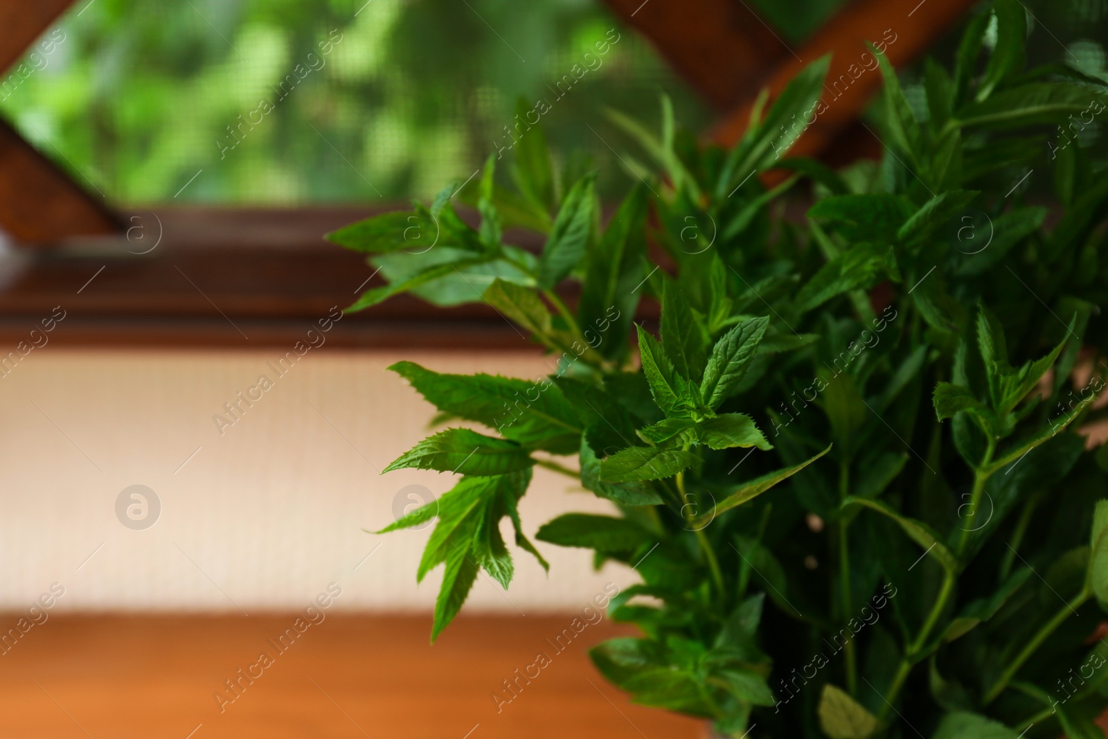 Photo of Beautiful green mint on blurred background, closeup. Space for text