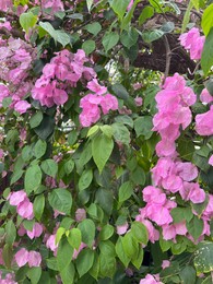 Photo of Beautiful Bougainvillea shrub with pink flowers growing in botanic garden