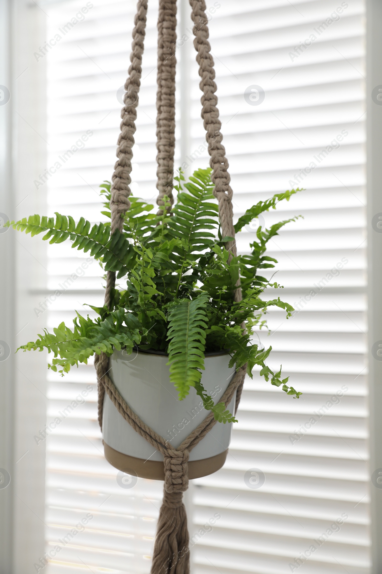 Photo of Beautiful fresh fern hanging near window indoors