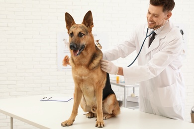 Photo of Professional veterinarian examining German Shepherd dog in clinic