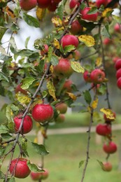 Photo of Delicious ripe red apples on tree in garden