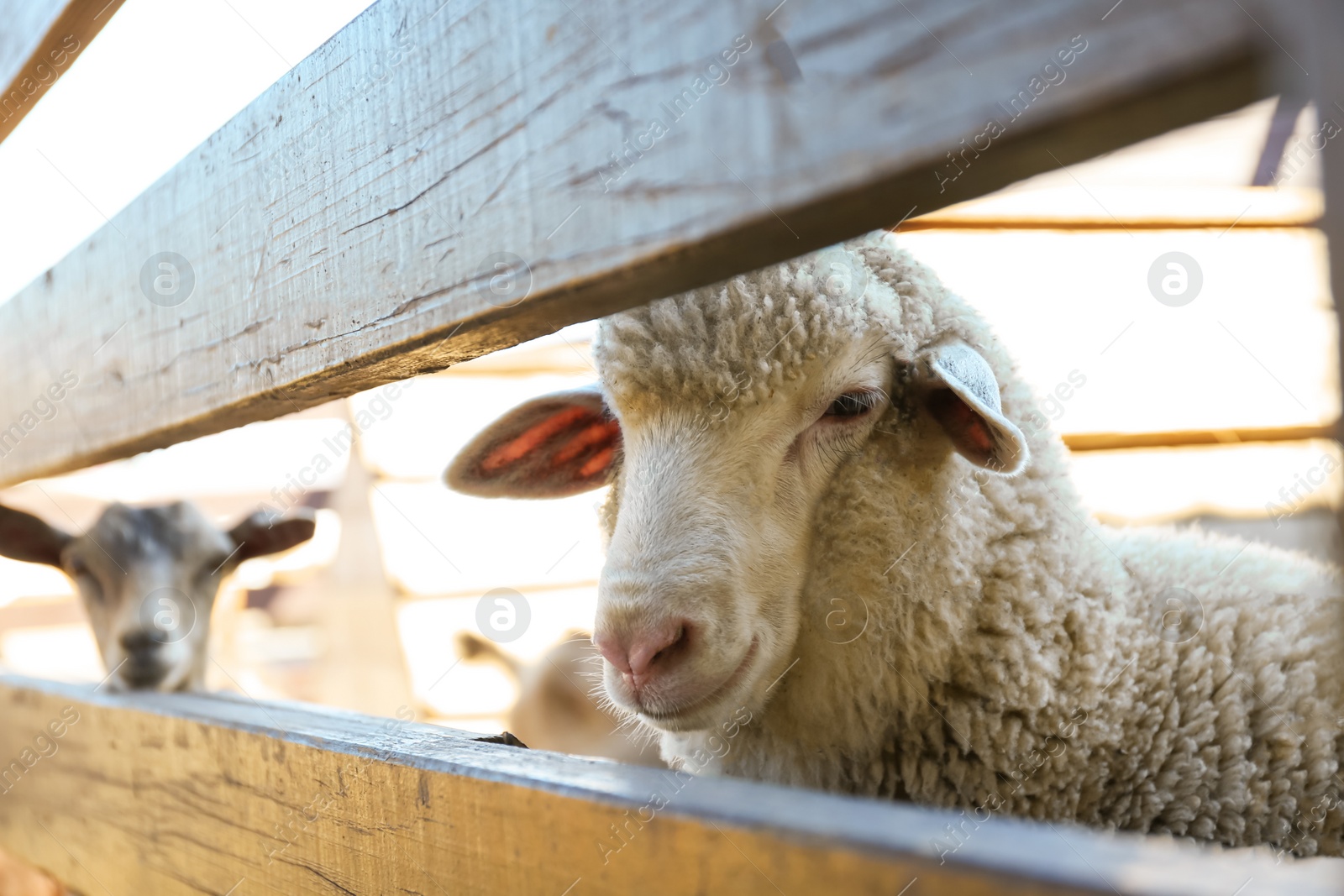 Photo of Cute funny sheep behind fence on farm, closeup. Animal husbandry