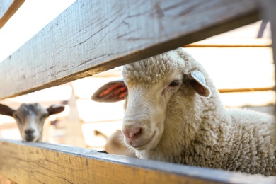 Cute funny sheep behind fence on farm, closeup. Animal husbandry