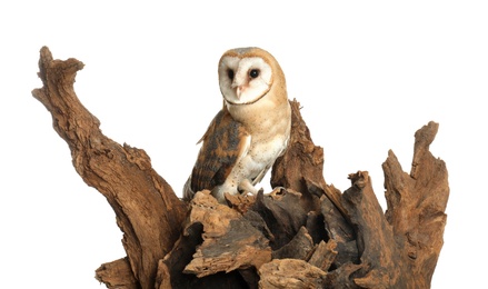 Beautiful common barn owl on tree against white background