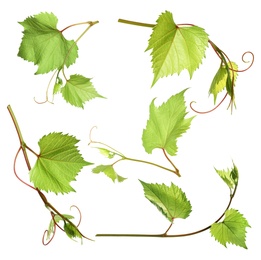 Image of Set of grapevines with green leaves on white background