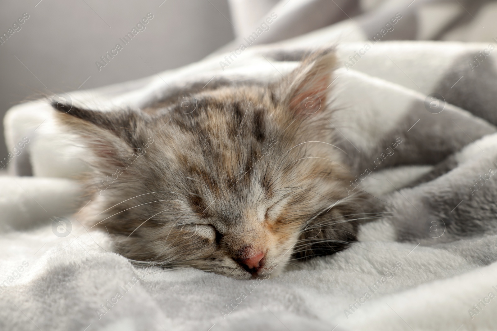 Photo of Cute kitten sleeping in soft blanket. Baby animal