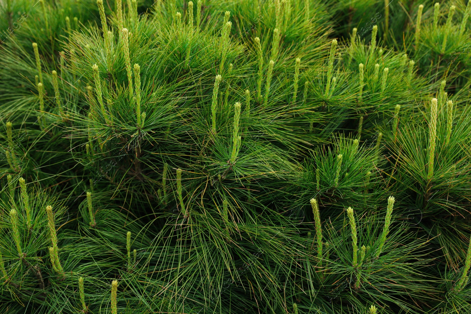 Photo of Pine shrub with blossoms outdoors on spring day, closeup