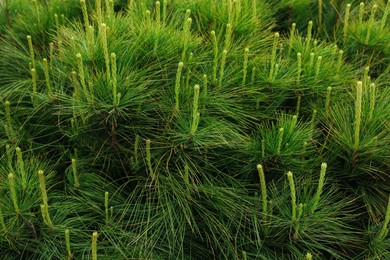 Pine shrub with blossoms outdoors on spring day, closeup