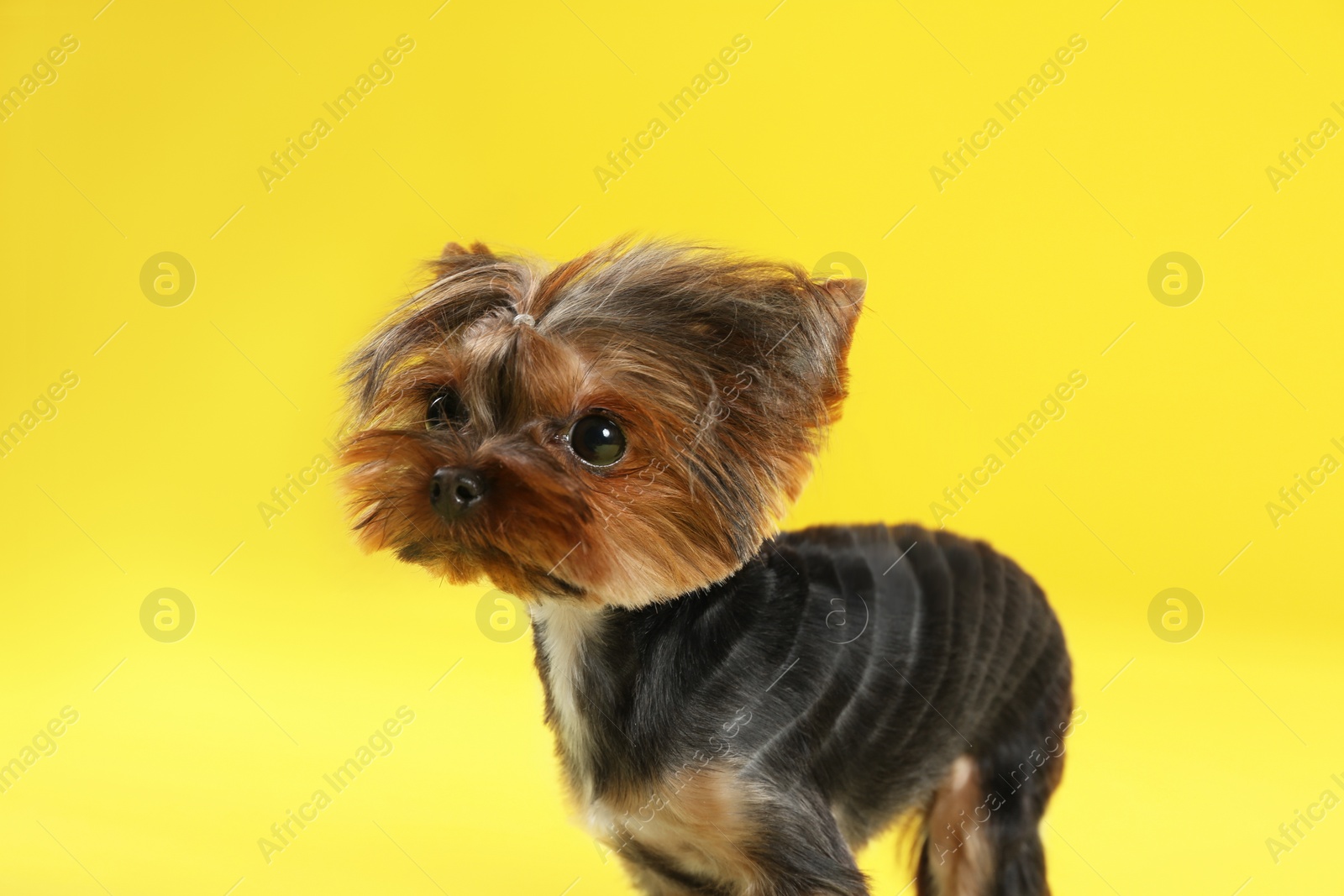 Photo of Cute Yorkshire terrier dog on yellow background